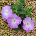 Primula allionii 'Broadwell Pink'