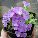 Primula allionii 'Clarence Elliott'