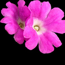 Primula allionii 'Ethel Barker' allionii x hirsuta