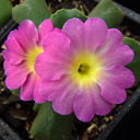 Primula allionii 'Hemswell Blush'