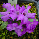 Primula allionii 'High Point'