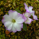 Primula allionii 'Lace Wing'