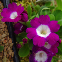Primula allionii 'Lismore Jewel'
