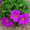 Primula allionii 'Mars'