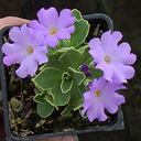 Primula allionii 'Stradbrook Lucy'