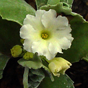 Primula allionii 'Warfedale Village'