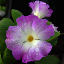 Primula allionii x Harlow Car 'Pink Ice'