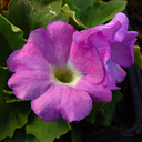 Primula allionii x Linda Pope Alba