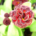 Primula auricula 'Brownie'