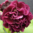 Primula auricula 'Camelot'