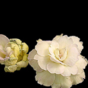 Primula auricula 'Emily P'