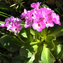 Primula daoensis