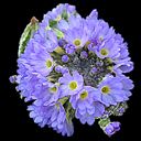 Primula denticulata 'Ronsdorf Hybrids'