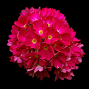 Primula denticulata 'Rubin Select'