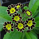 Primula elatior (polyantha) 'Gold Laced'