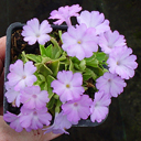 Primula marginata 'Holden Clough x P. allionii'