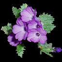 Primula marginata 'Napoleon'