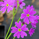 Primula saxatilis