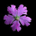 Primula sieboldii