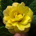 Primula vulgaris acaulis 'Sunshine Susie'