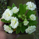 Primula vulgaris 'Dawn Ansell'