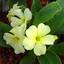 Primula x loiseleure 'Lismore Yellow'