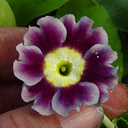 Primula x pubescens 'Gigantea Select'