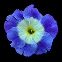 Primula x pubescens 'Exhibition Blue'