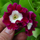 Primula x pubescens 'Exhibition Red'
