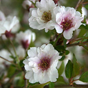 Prunus 'Hally Jolivette'