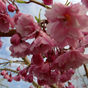 Prunus subhirtella pendula