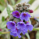 Pulmonaria longifolia ssp. cevennensis