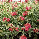 Pulmonaria rubra 'Raspberry Ice'