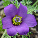 Pulsatilla bungeana ssp tenuifolia