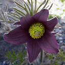 Pulsatilla montana (nigricans)