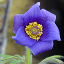 Pulsatilla turczaninovii