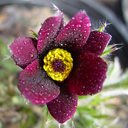 Pulsatilla vulgaris