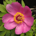 Paeonia caucasica ex Halda jjh020709abch1400m