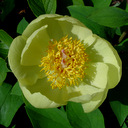 Paeonia mlokosewitschii Halda jjh020739kol1750m & jjh020780bor1