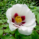 Paeonia suffruticosa ssp rockii