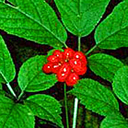 Panax quinquifolia