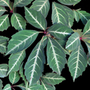 Parthenocissus henryana Parthenocissus henryana