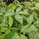 Parthenocissus quinquifolia 'Variegata'