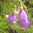 Penstemon amphorellae