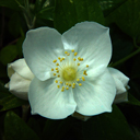 Philadelphus 'Innocence'