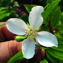 Philadelphus x 'Burkwoodii'