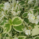 Philadelphus coronaria �Variegata�
