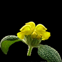 Phlomis cretica