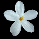 Phlox stolonifera 'Bruce's White'