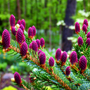 Picea bicolor 'Howells Dwarf Tigertail'